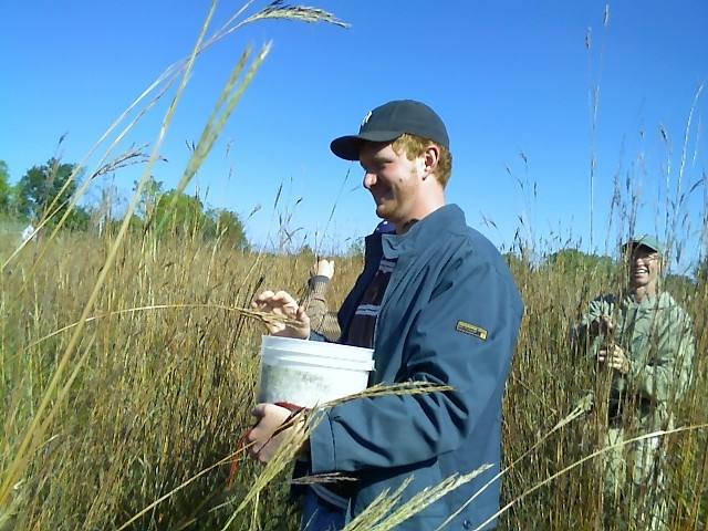 Collecting native grass seed